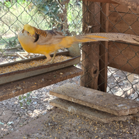 Fabiano dorato giallo