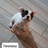 Bulldog francesi