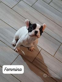 Bulldog francesi
