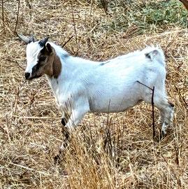 Capretto tibetano