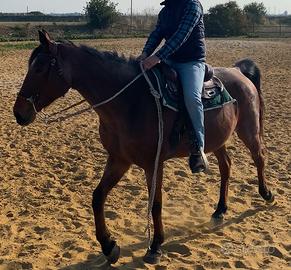 Cavalla per Trekking