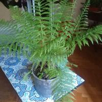 Pianta grande felce Athyrium filix, vaso dia cm 25