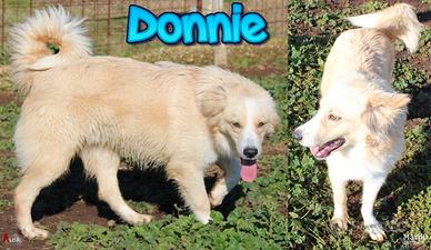 Donnie, cucciolone dagli occhi color ambra