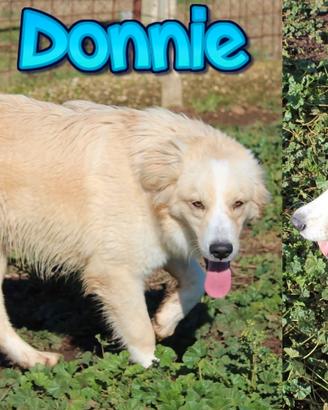 Donnie, cucciolone dagli occhi color ambra
