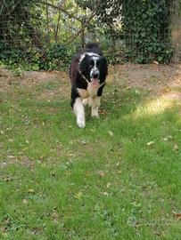 Boris, terranova in canile a Rovigo