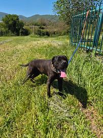 Cane corso