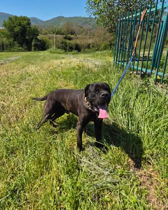 Cane corso