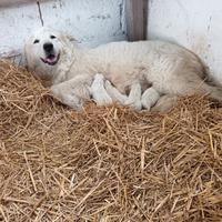 Cuccioli pastore maremmano abruzzese