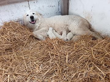 Cuccioli pastore maremmano abruzzese