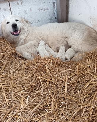 Cuccioli pastore maremmano abruzzese