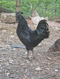 Polli Cemani coppia giovane.