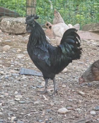 Polli Cemani coppia giovane.