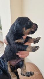 Disponibili cuccioli di jadg terrier