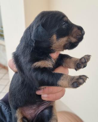 Disponibili cuccioli di jadg terrier