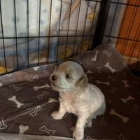 Cucciolo di Maltese