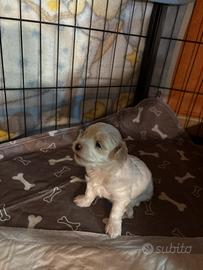 Cucciolo di Maltese