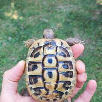 Tartarughe di terra Hermann i Boettgeri