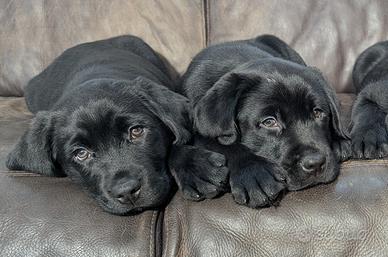 Cuccioli Labrador Retriever