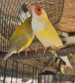 Diamanti di gould