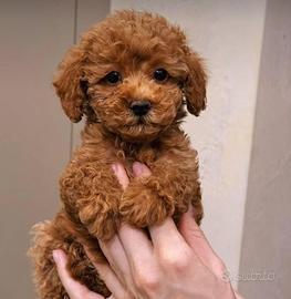 Maltipoo Pomapoo Barboncino