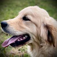 Cucciolone Golden Retriever
