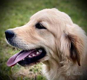 Cucciolone Golden Retriever
