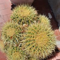 Cactus grusoni o cuscino della suocera