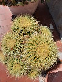 Cactus grusoni o cuscino della suocera