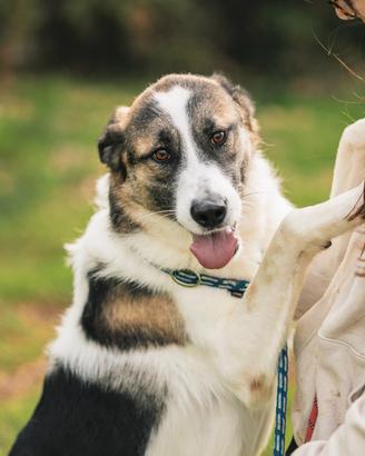 Trico, 2 anni: rimasto solo. il fratello è stato a