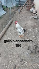 Galli vari