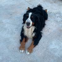 Bovaro del Bernese per monte