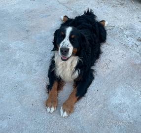 Bovaro del Bernese per monte