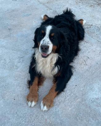 Bovaro del Bernese per monte
