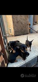 Pinscher toy nero focato