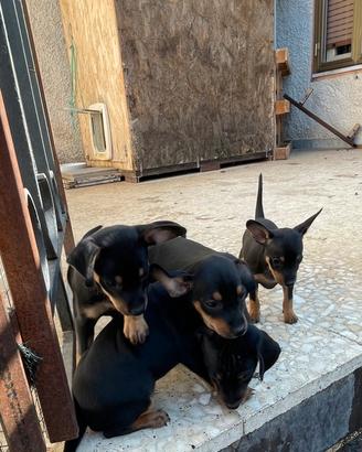 Pinscher toy nero focato