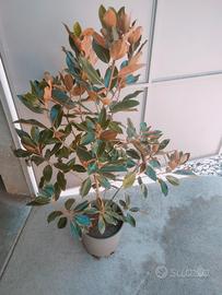 magnolia nana