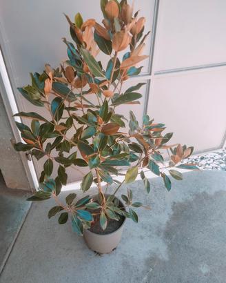 magnolia nana