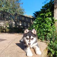 Cucciola husky meticcia