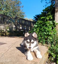 Cucciola husky meticcia