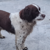 Springel spaniel