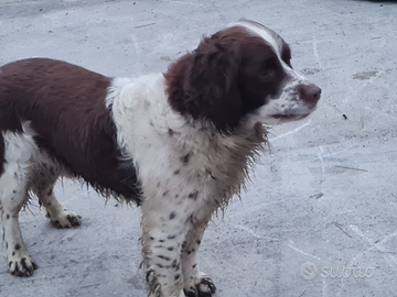 Springel spaniel