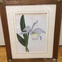 Laetio Cattleya - Antica Cromolitografia, Londra