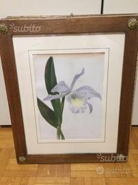 Laetio Cattleya - Antica Cromolitografia, Londra