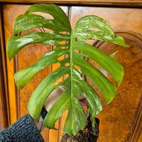 Monstera Deliciosa Variegata