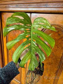Monstera Deliciosa Variegata