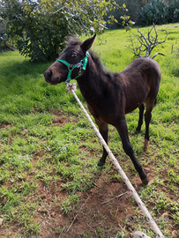 Cavallo di 6 mesi baio scuro