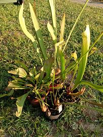 Sarracenia pianta carnivora lotto 2