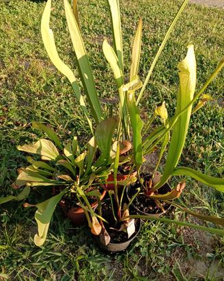 Sarracenia pianta carnivora lotto 2