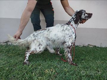 Setter Inglese