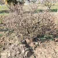 Nocciolo tortuosa e rami